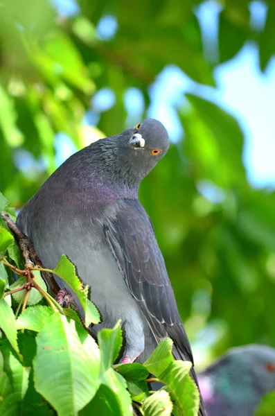 Closeup Shot Cute Pigeon Sitting Outdoors Daytime Blurred Background — Stock Photo, Image