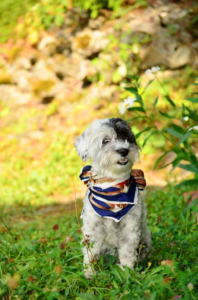 Modieuze Witte Poedel Hond Met Hoofd Bandana Een Groene Zomertuin — Stockfoto