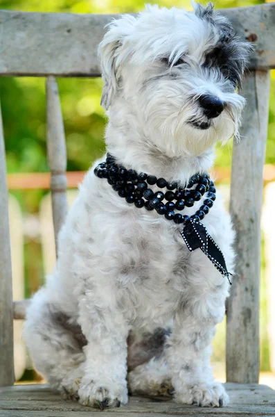 Closeup Cute Dog Sitting Wooden Chair Daytime — Stock Photo, Image