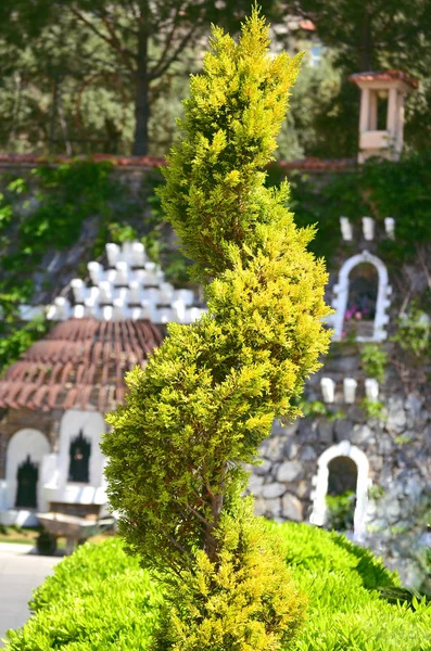 Bella Pianta Verde Nel Parco — Foto Stock