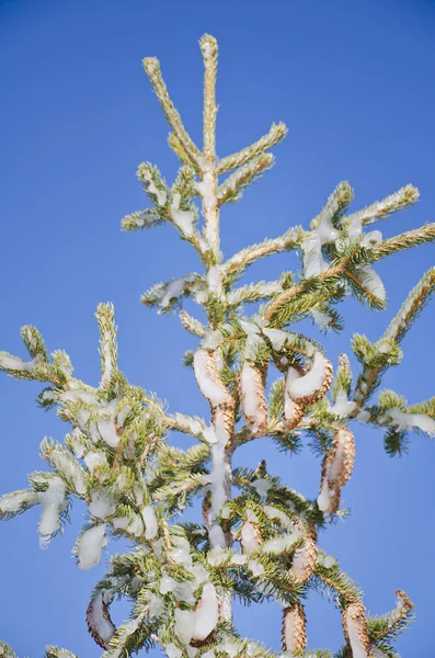 Frozen Pine Cones Twigs — Stock Photo, Image