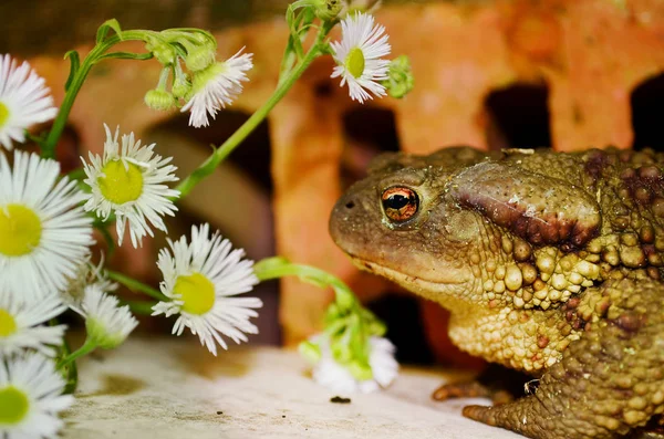 Frosch Der Eine Blume Riecht — Stockfoto