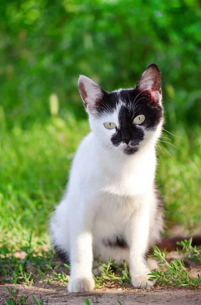 Güzel Bebek Kedi Portresi — Stok fotoğraf