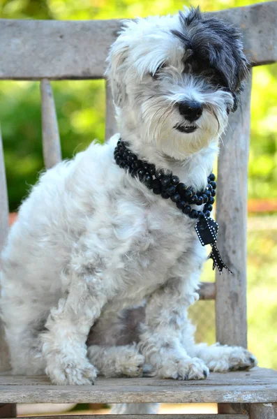 Fechar Cão Bonito Sentado Cadeira Madeira Durante Dia — Fotografia de Stock