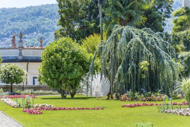 Isola Bella, Lago Maggiore, İtalya-Haziran 27,2018: Isola Bella bahçe beyaz tavus kuşu ile. Borromeo Palace İtalya, Lombardy 