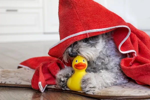 可爱的狗玩鸭玩具和红毛巾 — 图库照片