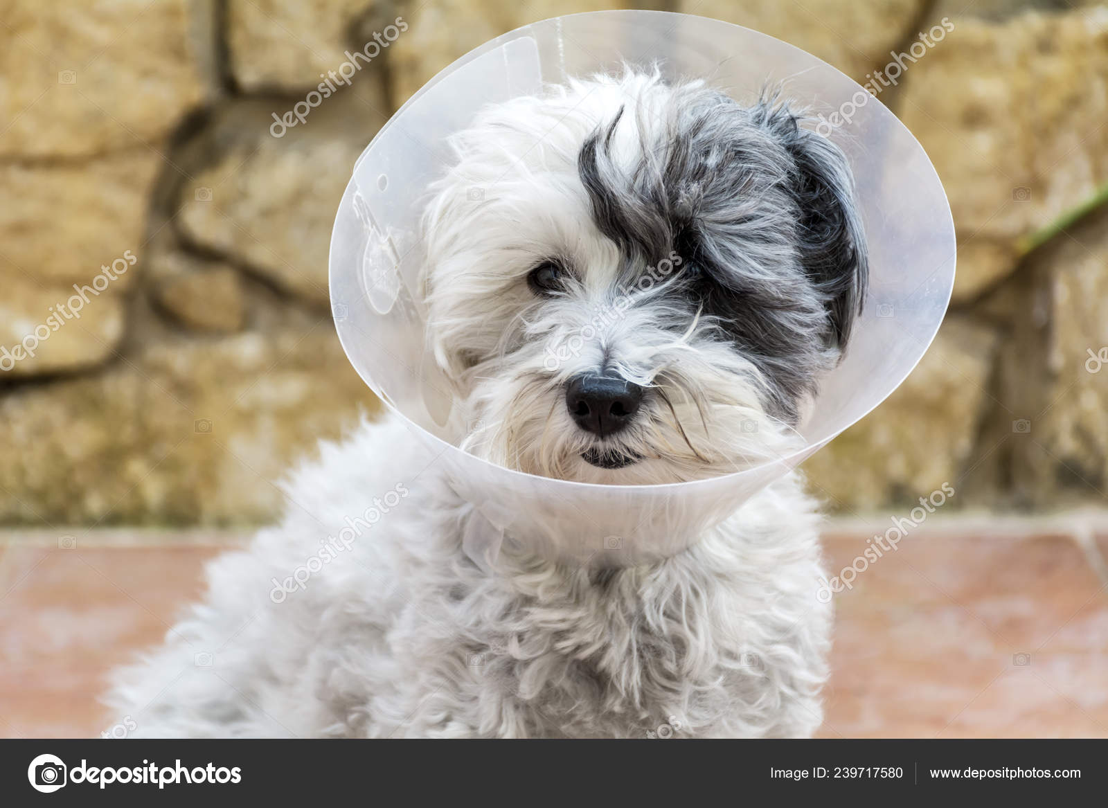 plastic elizabethan collar