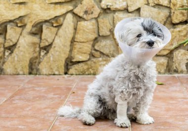 Ameliyat sonrası koruma için plastik bir Elizabethan yaka ile havanese köpek