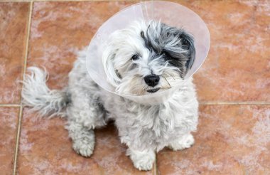 Ameliyat sonrası koruma için plastik bir Elizabethan yaka ile havanese köpek