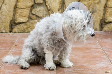 Ameliyat sonrası koruma için plastik bir Elizabethan yaka ile havanese köpek