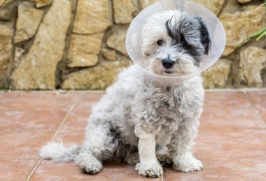 Ameliyat sonrası koruma için plastik bir Elizabethan yaka ile havanese köpek