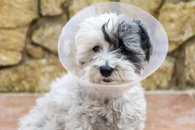 Ameliyat sonrası koruma için plastik bir Elizabethan yaka ile havanese köpek