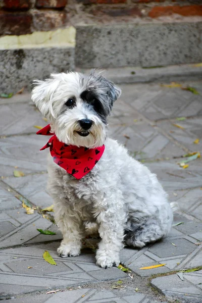 Cão Havanese Branco Bonito Com Cachecol Vermelho Fashion Dog — Fotografia de Stock