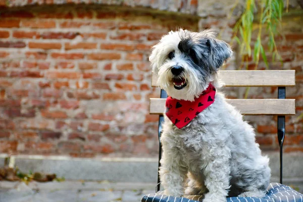 Bellissimo Cane Bianco Havanese Con Sciarpa Rossa Fashion Dog — Foto Stock