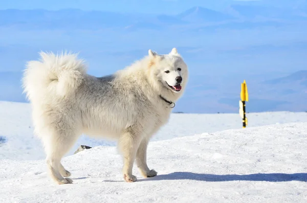 Witte Samojeed Hond Winter Mountain — Stockfoto