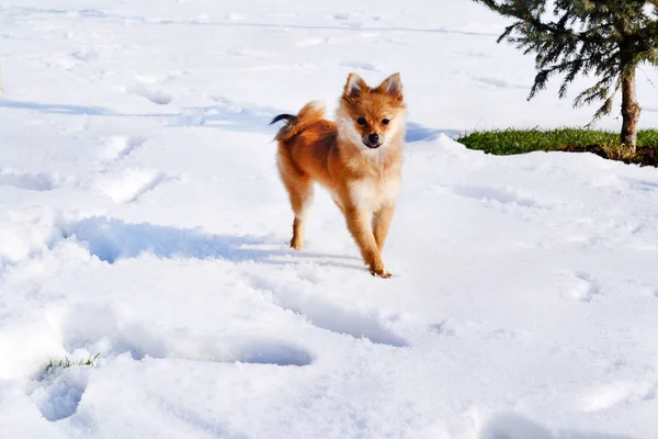 Pomeranian Dog Outdoor Inverno Filhote Cachorro Neve — Fotografia de Stock