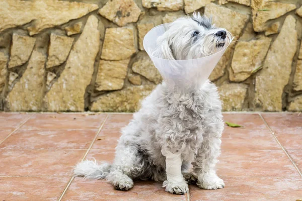Havanese Dog with a Plastic Elizabethan  Collar for Protection after Surgery