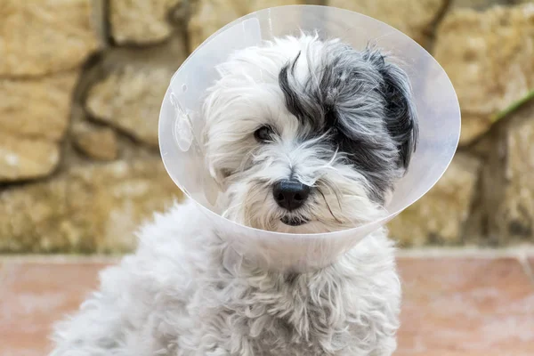 Ameliyat sonrası koruma için plastik bir Elizabethan yaka ile havanese köpek
