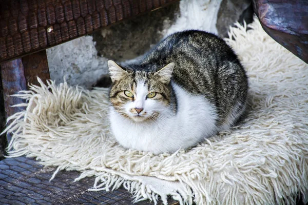 Cute Cat Zitten Buiten Koude Winter — Stockfoto