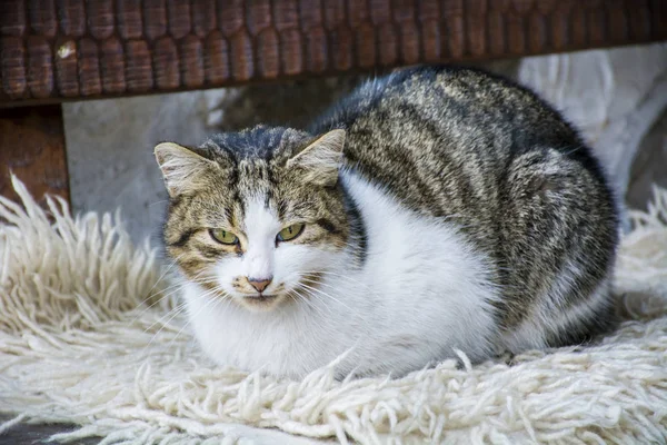 Cute Cat Zitten Buiten Koude Winter — Stockfoto