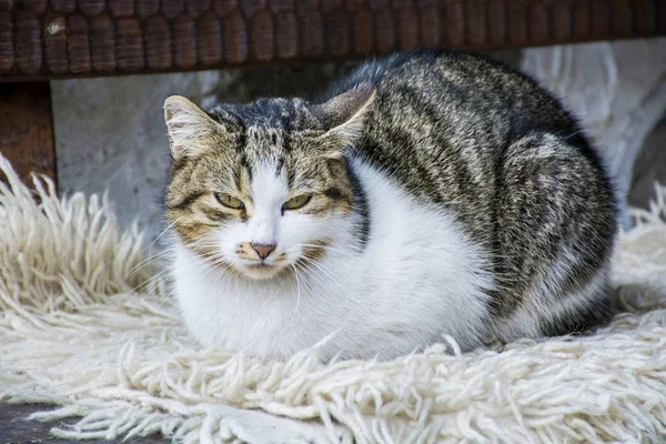 Cute Cat Zitten Buiten Koude Winter — Stockfoto