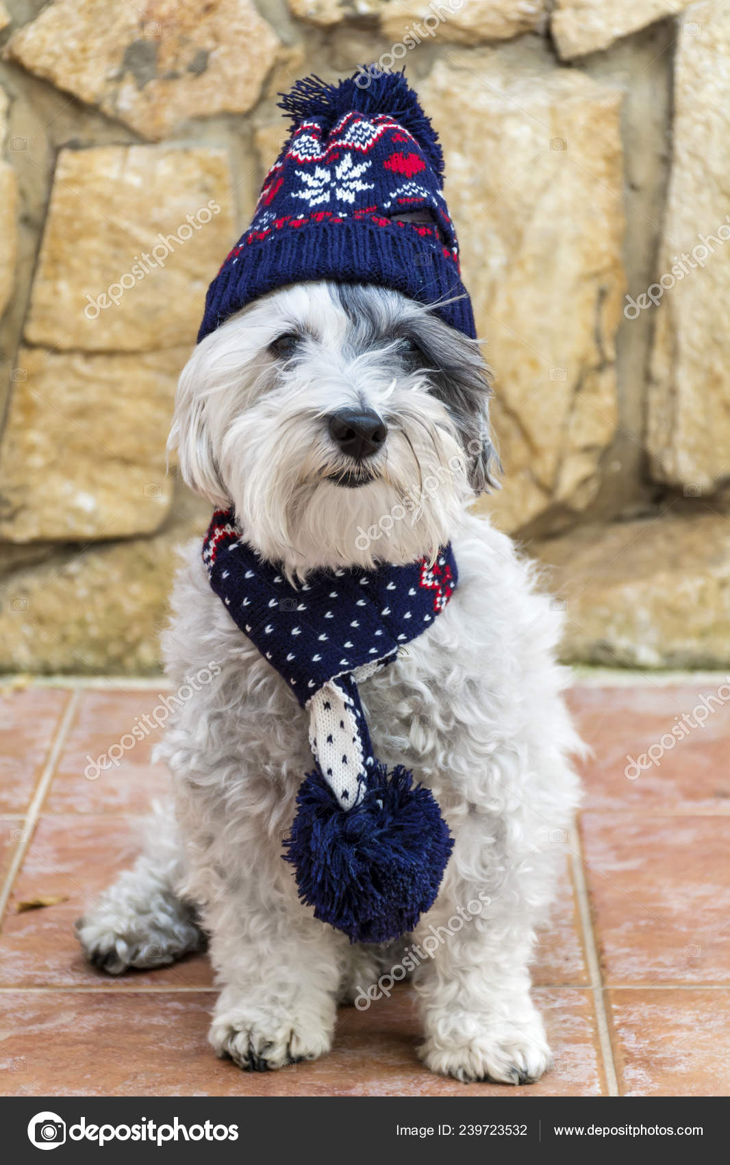 dog with winter hat