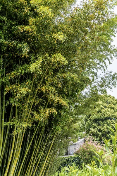 热带雨林中的竹树 — 图库照片