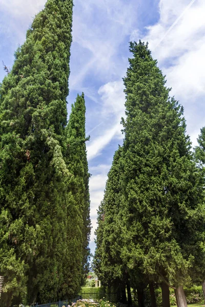 Olasz Cypress Örökzöld Fák Zöld Fenyők Olaszország — Stock Fotó