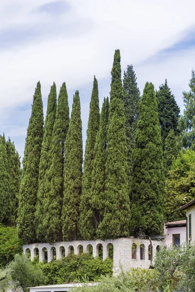 Włoski Cyprys Wiecznie Zielone Drzewa Zielenią Sosen Włochy — Zdjęcie stockowe