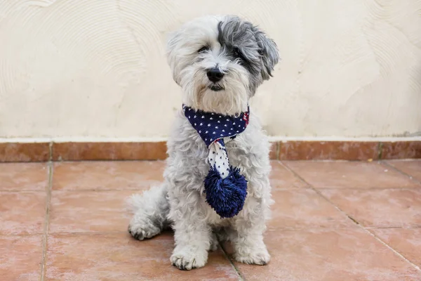Bellissimo Cane Bianco Havanese Con Cappello Invernale Sciarpa Fashion Dog — Foto Stock
