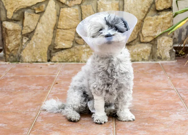 Ameliyat sonrası koruma için plastik bir Elizabethan yaka ile havanese köpek
