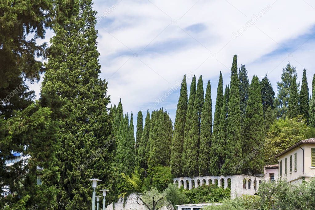 Italian Cypress Evergreen Trees .Green Pine Trees in Italy .