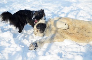 Kışın karda oynarken mutlu köpekler 