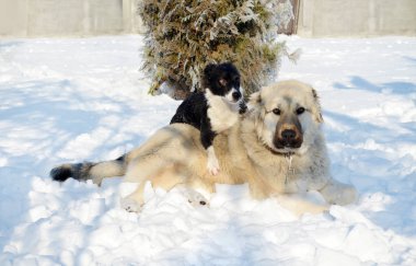Kışın karda oynarken mutlu köpekler 
