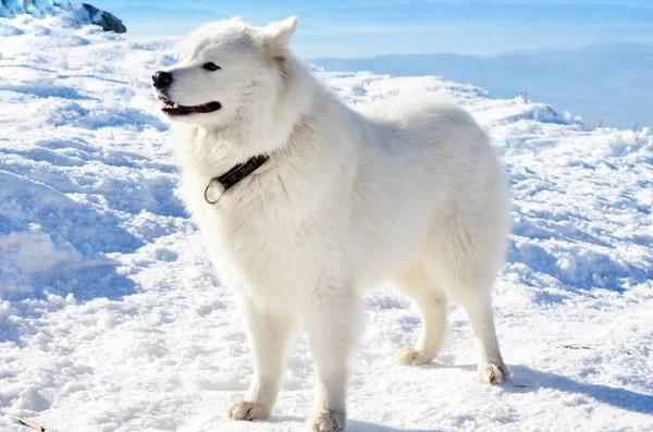 Biały Pies Samojeda Zima Góry — Zdjęcie stockowe