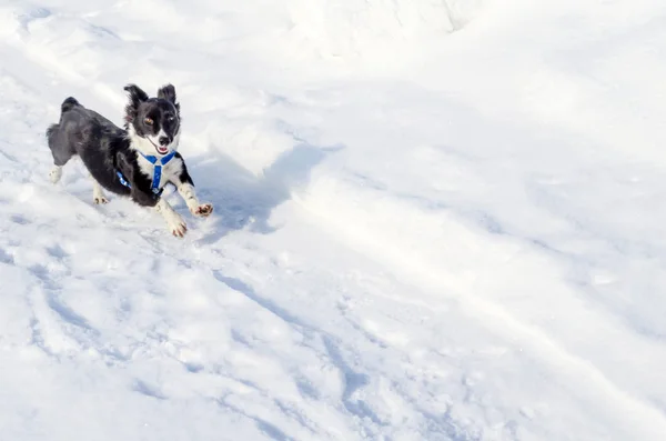 Black Happy Dog Correndo Neve Inverno — Fotografia de Stock