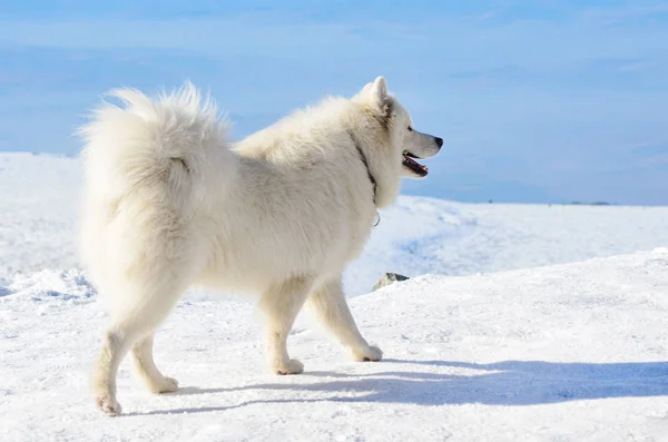 Bílý Pes Samojed Zimní Horské — Stock fotografie