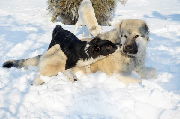 Cães Felizes Brincando Neve Inverno — Fotografia de Stock