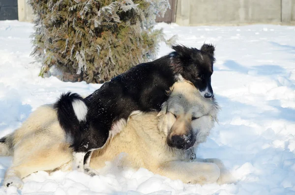 Cães Felizes Brincando Neve Inverno — Fotografia de Stock