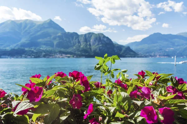 Foco Seletivo Belas Flores Perto Mar Montanha — Fotografia de Stock