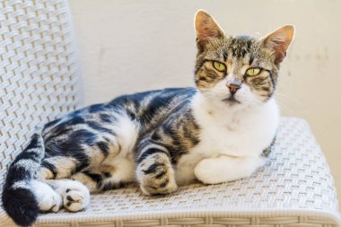 Şirin kediyi yakından çek. 