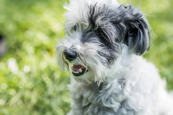 Selective Focus Adorable Little Dog Meadow — Stock Photo, Image