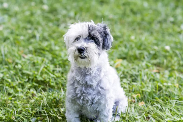 Concentration Sélective Adorable Petit Chien Dans Prairie — Photo