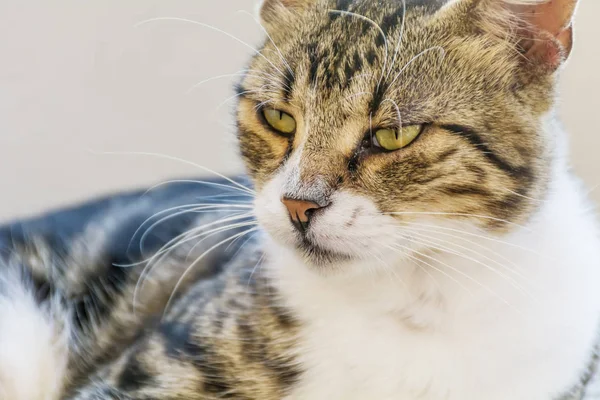 Close Shot Van Schattige Kat — Stockfoto