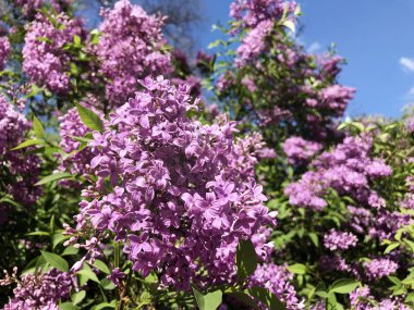 Bahar Bahçesinde Güzel Mor Leylak Çiçekleri. Çiçekler Baharat Zamanı.