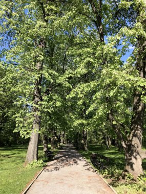 Sıralı Yeşil Ağaçlar . Baharda Ağaçlardan Yeşil Tünel