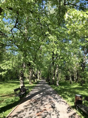 Sıralı Yeşil Ağaçlar . Baharda Ağaçlardan Yeşil Tünel
