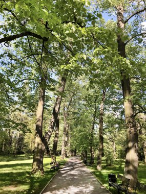 Sıralı Yeşil Ağaçlar . Baharda Ağaçlardan Yeşil Tünel