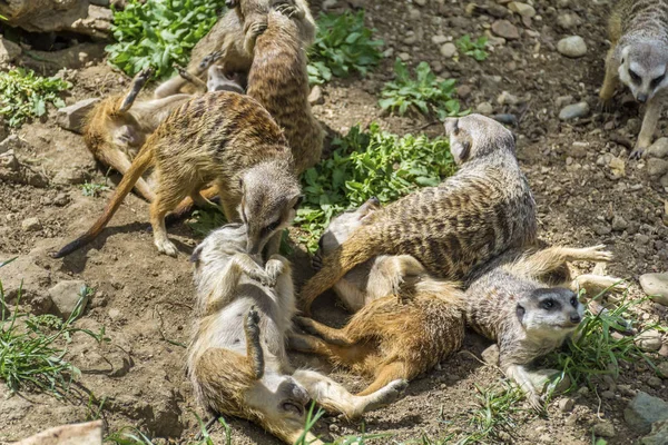 Surikat Bebekler Doğada — Stok fotoğraf