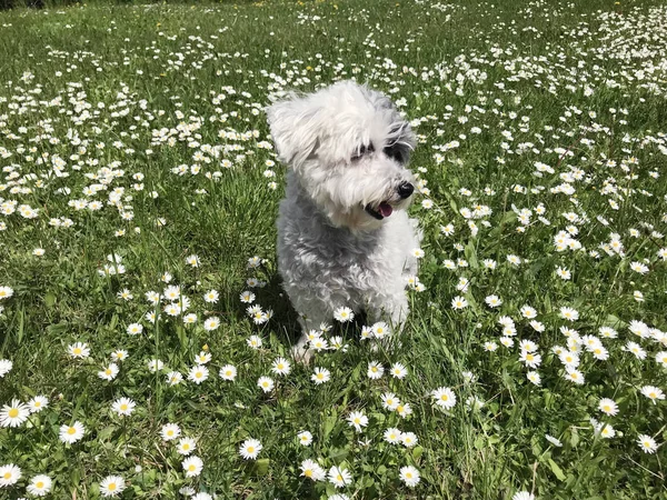 Söt Vit Havanese Hund Våräng Med Vita Prästkragar Lycklig Hund — Stockfoto